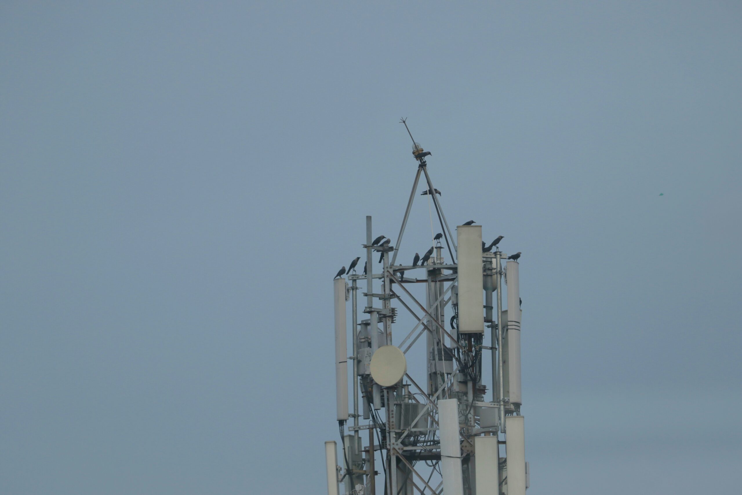 Asesoramiento en la financiación de una compañía del sector de las telecomunicaciones